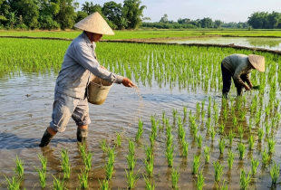 Chăm sóc cây lúa đầu vụ: những việc nên làm để cây phát triển đồng đều