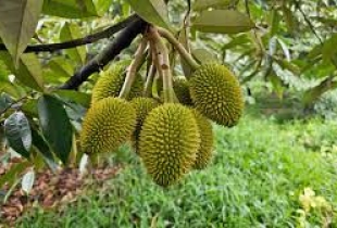 Đông Đô Việt Nam – Giải Pháp Đồng Hành Cùng Nhà Vườn Trồng Sầu Riêng Hiệu Quả