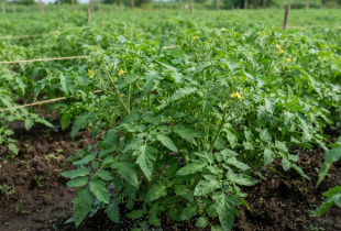 Phân NPK 20-20-15 phù hợp với giai đoạn nào của cây trồng?
