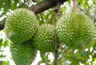 Kinh Nghiệm Trồng Sầu Riêng Hiệu Quả Cùng Đông Đô Việt Nam