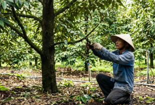 Sầu riêng sau thu hoạch cần chăm sóc thế nào để cây phục hồi tốt?
