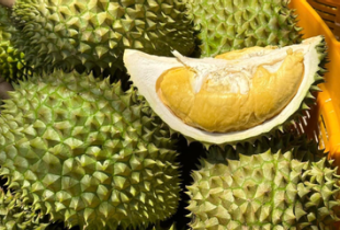 Đối thủ của Việt Nam, Thái Lan liên tục ra mắt giống sầu riêng mới